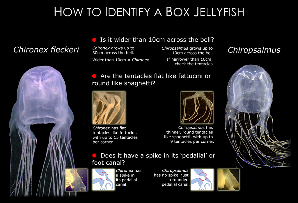 Box Jellyfish Poster