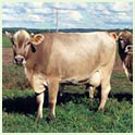 Brown Swiss Thumbnail