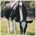 Holstein Thumbnail