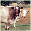 Dairy Shorthorn Thumbnail