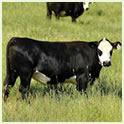 Beef Cattle Thumbnail