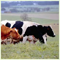 Dairy Cattle Thumbnail