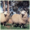 Coopworth Sheep Thumbnail