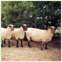 Suffolk Sheep Thumbnail