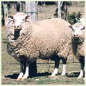 White Suffolk Thumbnail