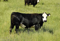 Beef Cattle Thumbnail