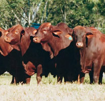 Beef Cattle Thumbnail 01