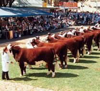 Beef Cattle Thumbnail 02