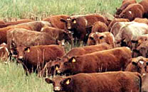 Beef Cattle Thumbnail 01