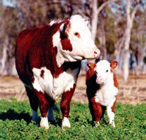 Beef Cattle Thumbnail 02