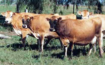 Dairy Cattle Thumbnail