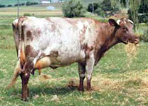 Dairy Cattle Thumbnail