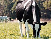 Dairy Cattle Thumbnail