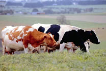 Dairy Cattle Thumbnail