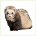 Ferrets thumbnail