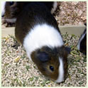 Cavies Thumbnail