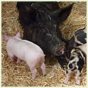 Pigs Thumbnail