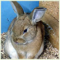 Rabbits Thumbnail