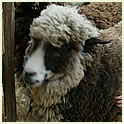 Sheep Thumbnail