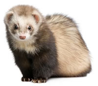 Ferrets