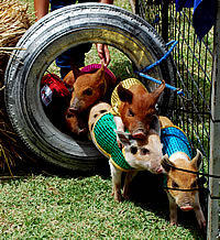 Noahs Thoroughbred Racing Pigs