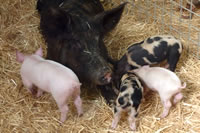 Pigs Thumbnail