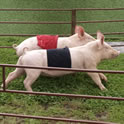 Pig Racing Thumbnail