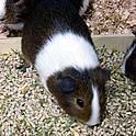 Cavy Thumbnail