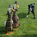 Drizabone Ducks Thumbnail