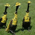 Duck Fashion Parade Thumbnail