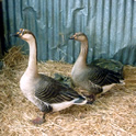 Geese Thumbnail