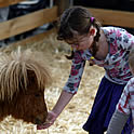 Girl Feeding Pony Thumbnail