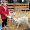 Girl Feeding Lamb Thumbnail