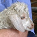 Man Holding Goat Thumbnail