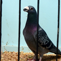 Pigeon Thumbnail