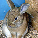 Rabbit Thumbnail