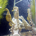 Sea Horses Thumbnail