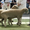 Sheep Judging Thumbnail